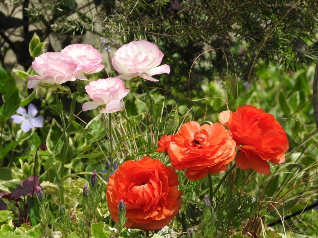 ナランキュラス