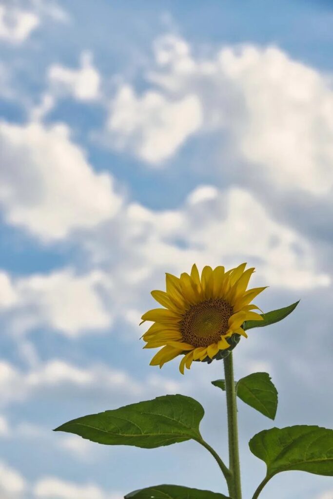 凛と咲く向日葵