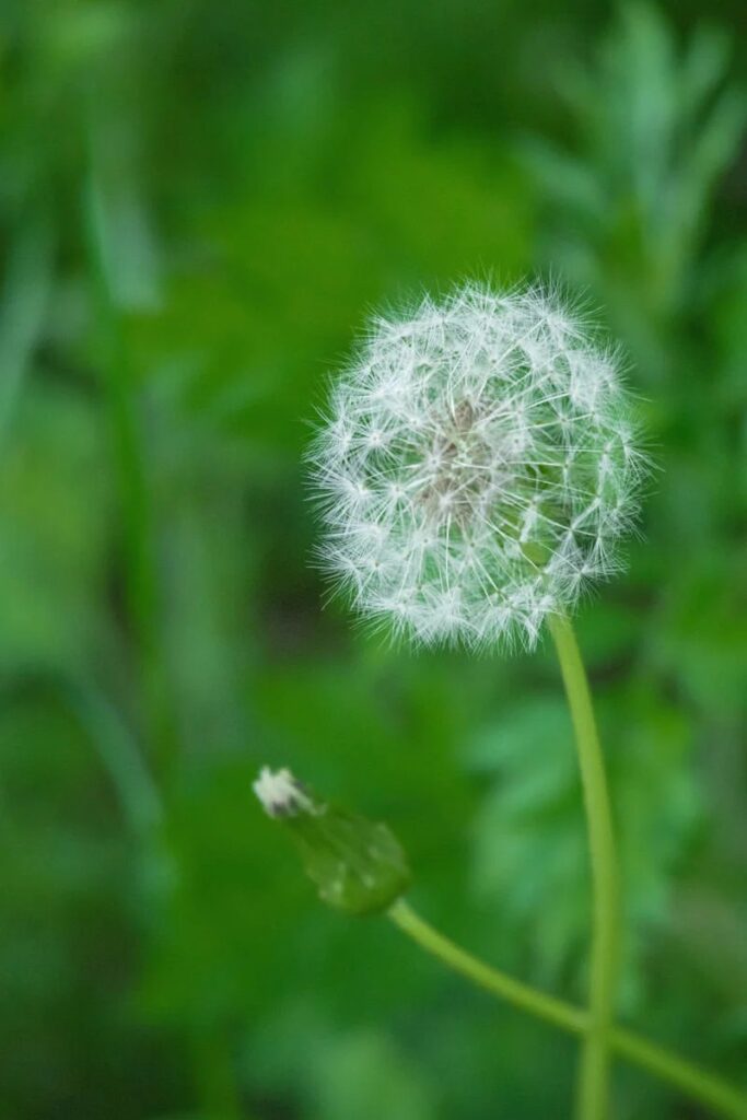 たんぽぽの綿毛