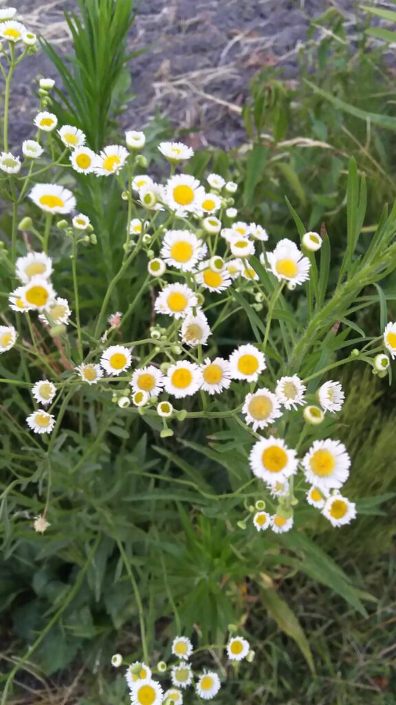 花