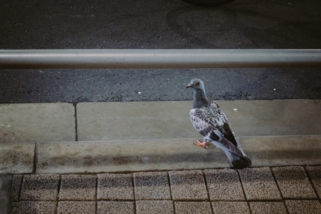 路上の鳩