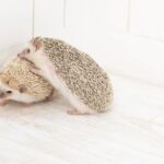 愛情