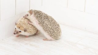 愛情