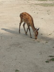 鹿