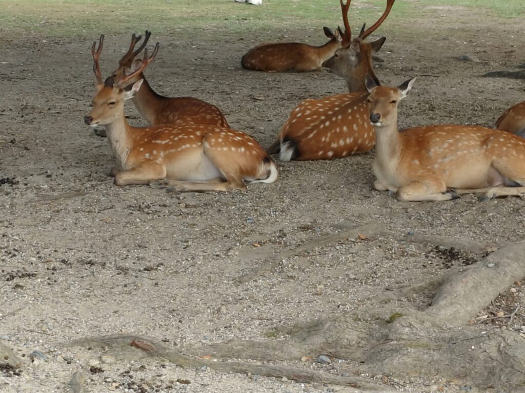 のんびり鹿