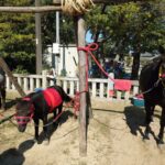おまんと祭りが開催されました