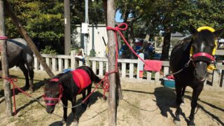 おまんと祭りが開催されました